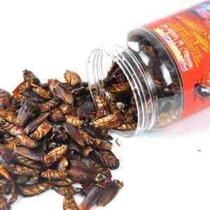 金龍魚吃蟑螂有什么好處：金龍魚吃蟑螂有什么好處嗎？