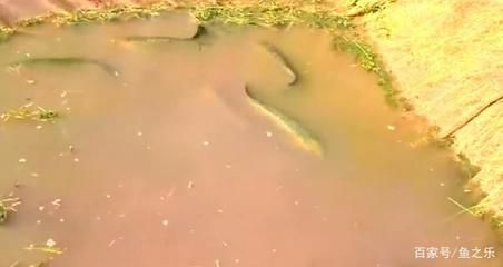 印尼龍魚養(yǎng)殖場（印尼的龍魚養(yǎng)殖場在龍魚養(yǎng)殖和繁殖方面具有明顯的優(yōu)勢）