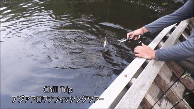 印尼龍魚養(yǎng)殖場（印尼的龍魚養(yǎng)殖場在龍魚養(yǎng)殖和繁殖方面具有明顯的優(yōu)勢）