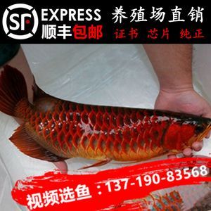 印尼龍魚養殖場（印尼的龍魚養殖場在龍魚養殖和繁殖方面具有明顯的優勢）