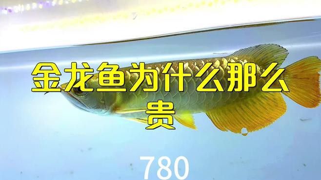 大金龍魚為什么那么貴啊