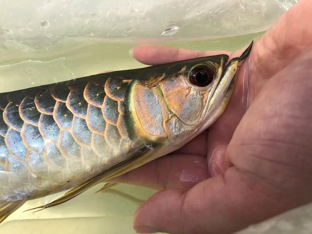 大金龍魚為什么那么貴啊