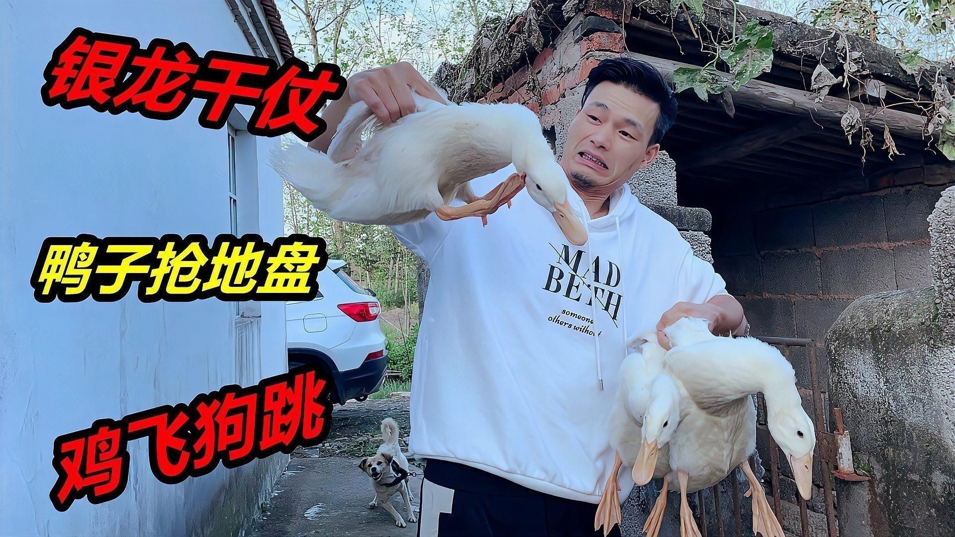 銀龍魚老張嘴怎么回事
