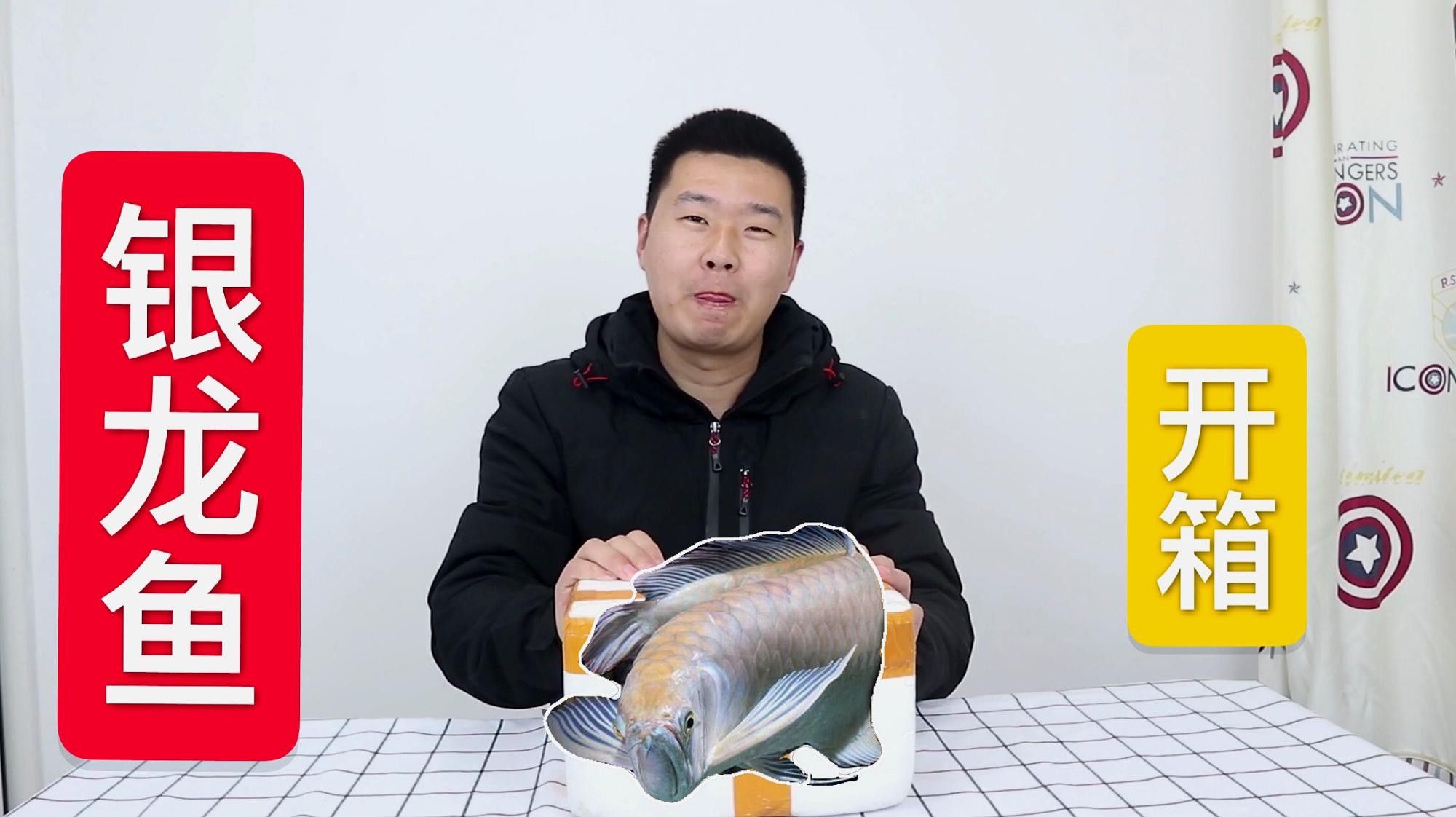 銀龍魚老張嘴怎么回事