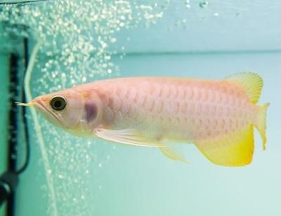 龍魚幼魚的生長周期圖：龍魚幼魚期的生長周期圖