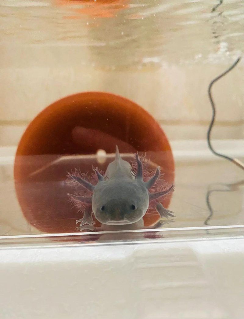 六角恐龍魚吃多少顆飼料