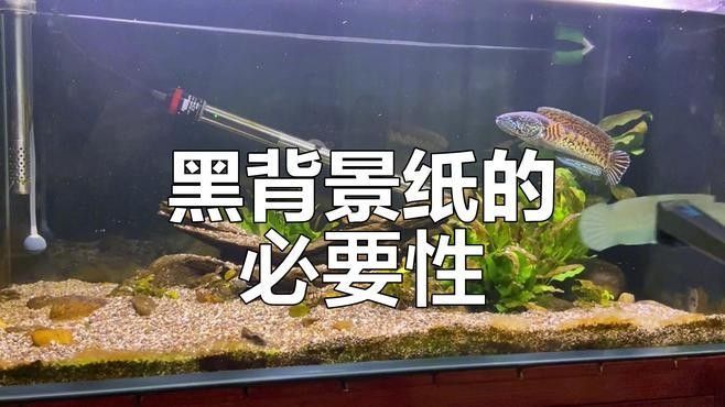 龍魚魚缸背景布 龍魚魚缸背景布 龍魚百科 第4張