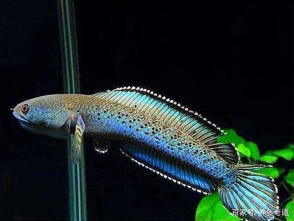 龍魚魚缸背景布 龍魚魚缸背景布 龍魚百科 第7張