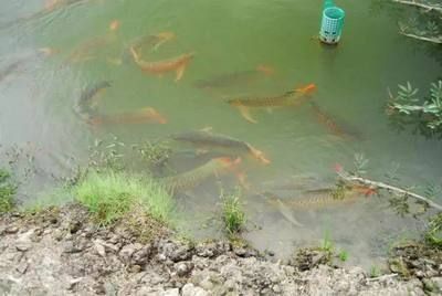 養龍魚需要放鹽嗎？：養龍魚是否需要放鹽？