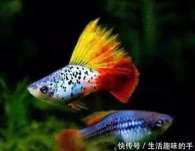 龍魚眼底出血：龍魚眼底出血可能是由于以下幾種原因引起的