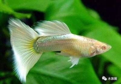 熱帶魚(yú)龍魚(yú)水溫多少合適養(yǎng)：熱帶魚(yú)龍魚(yú)水溫多少合適養(yǎng)殖龍魚(yú)水溫多少合適