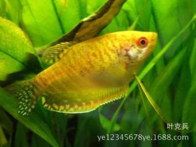 熱帶魚(yú)龍魚(yú)水溫多少合適養(yǎng)：熱帶魚(yú)龍魚(yú)水溫多少合適養(yǎng)殖龍魚(yú)水溫多少合適