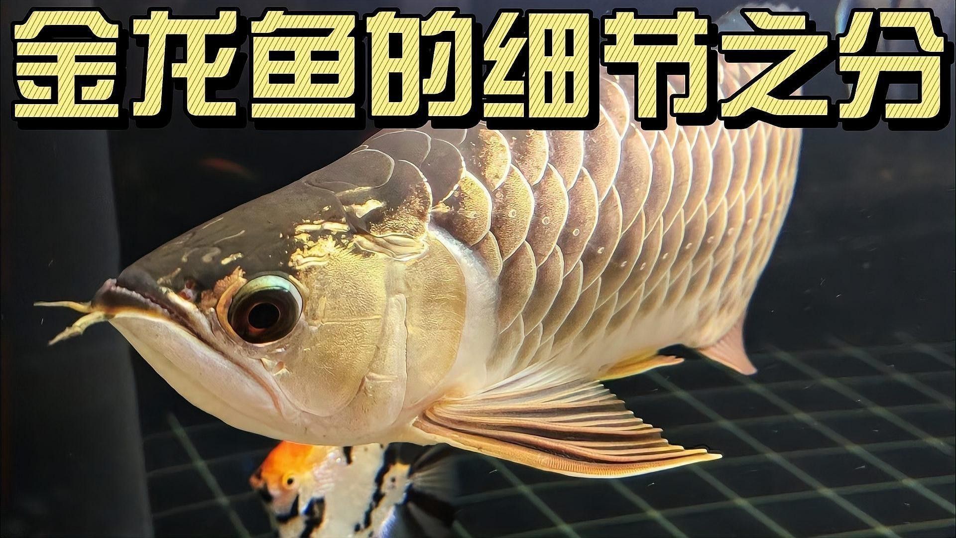 炫彩金龍魚 炫彩金龍魚 龍魚百科 第2張