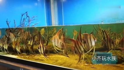 埃及神仙魚和龍魚混養馴化多久：埃及神仙魚和埃及神仙魚和龍魚混養多久能成功