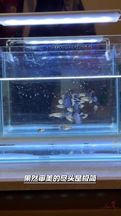 養龍魚魚缸底下放石子可以嗎？