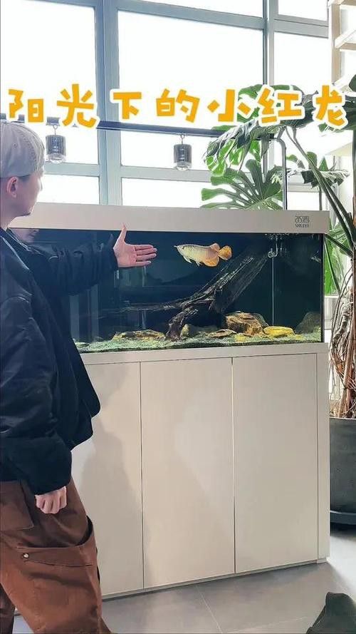 養龍魚魚缸底下放石子可以嗎？