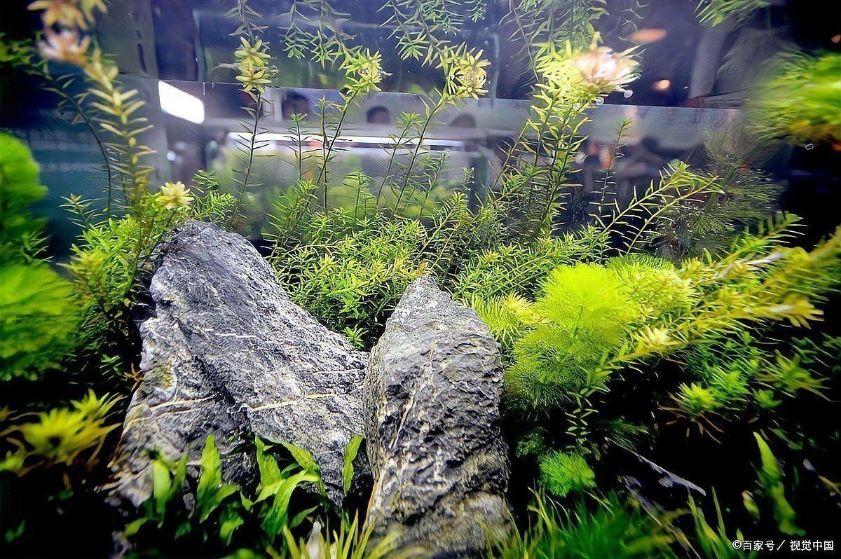 養龍魚魚缸底下放石子可以嗎？