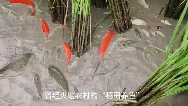 龍魚鰓蓋破損后如何預防感染？