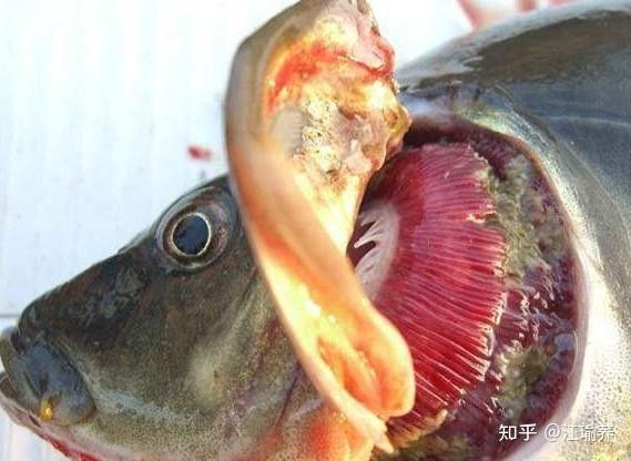 龍魚鰓蓋破損后如何預防感染？