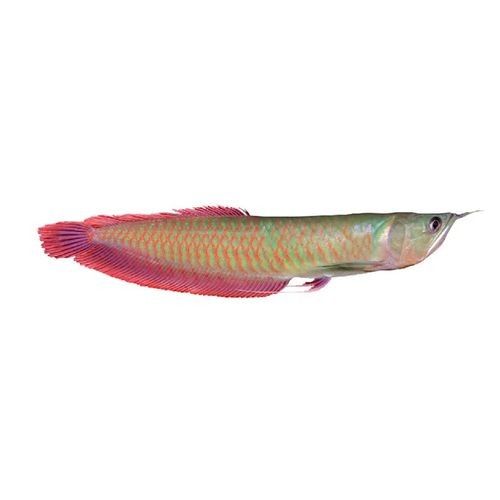 黑帶龍魚圖片
