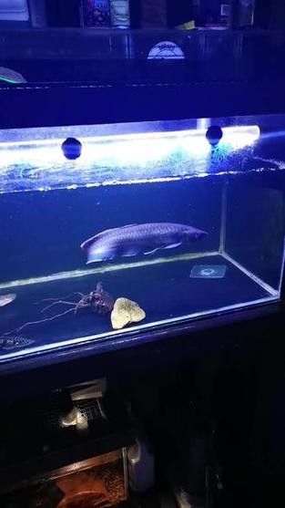 黑帶龍魚圖片