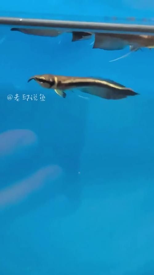 黑帶龍魚圖片