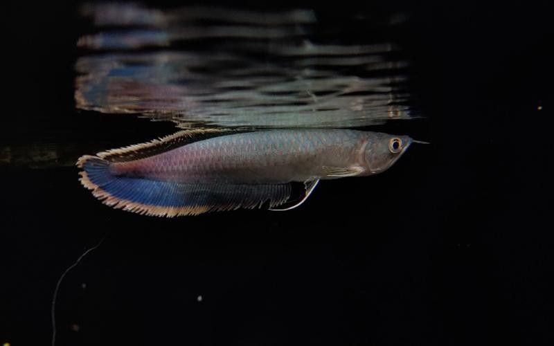 黑帶龍魚圖片