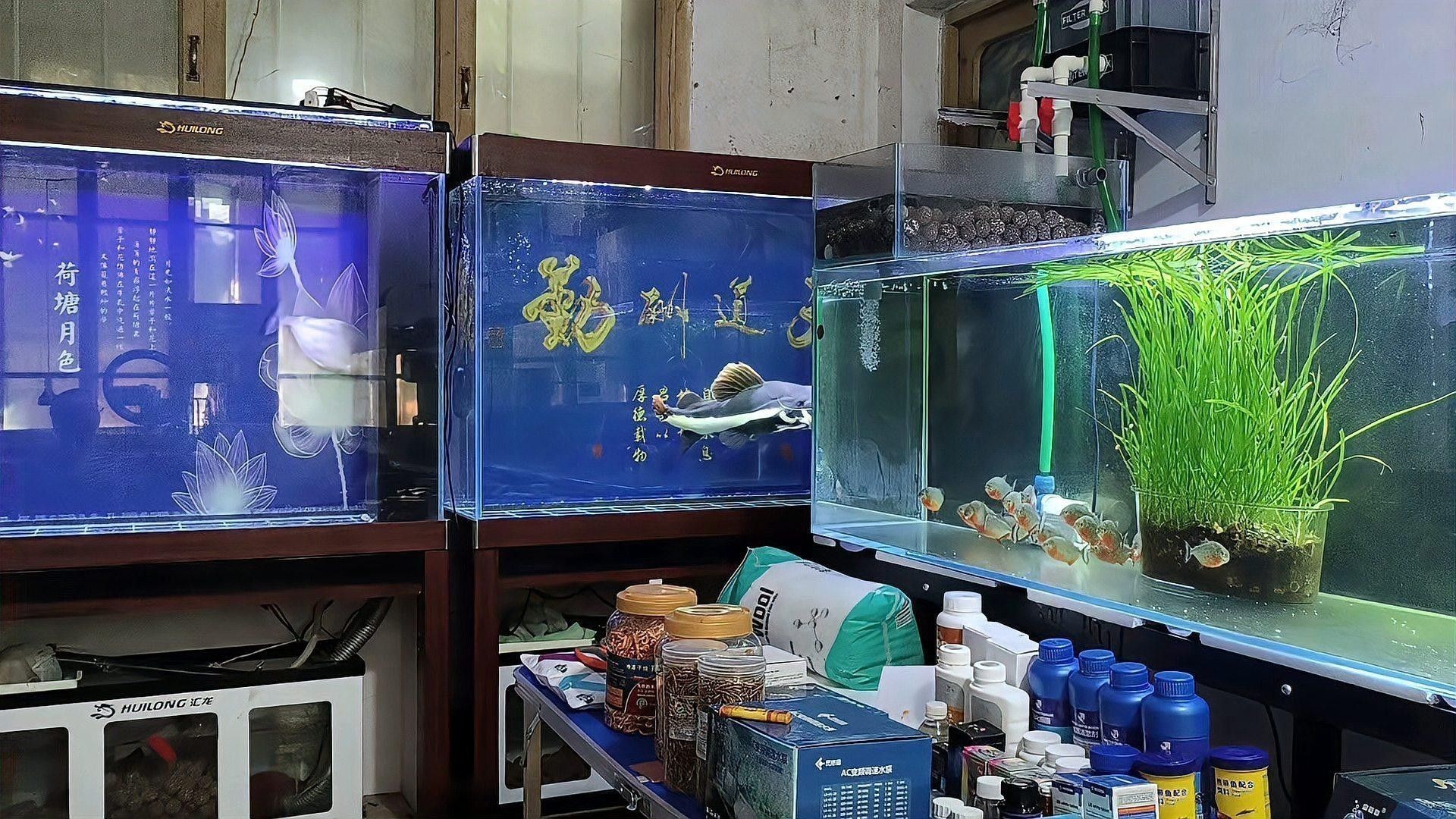 黑帶龍魚圖片