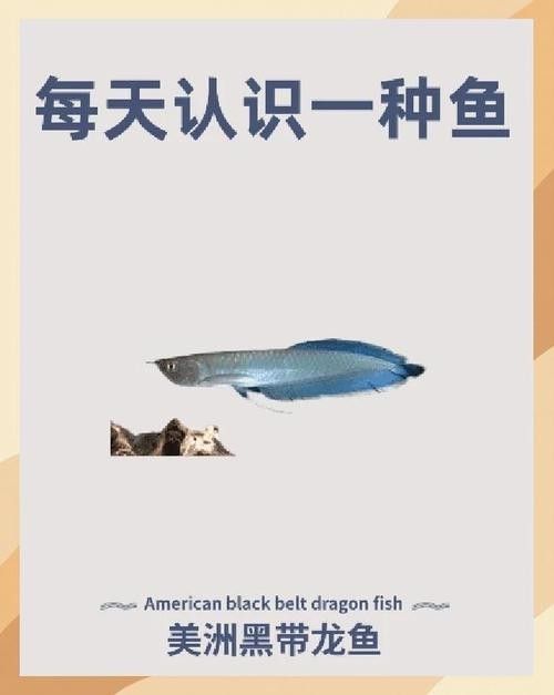 黑帶龍魚圖片