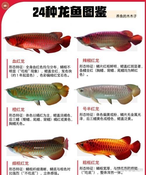 黑帶龍魚圖片