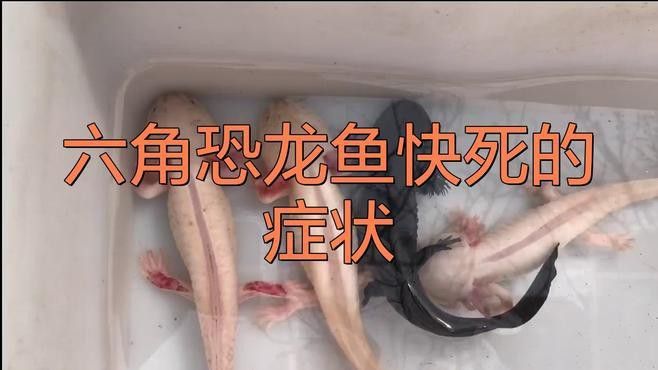 六角龍魚死亡有哪些征兆？