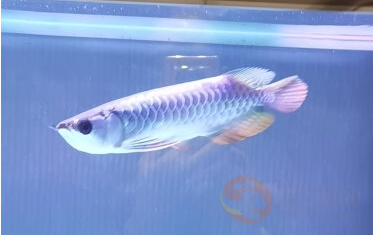 紅龍魚背景圖片大全大圖可愛卡通（紅龍魚背景圖片大全大圖可愛卡通版）