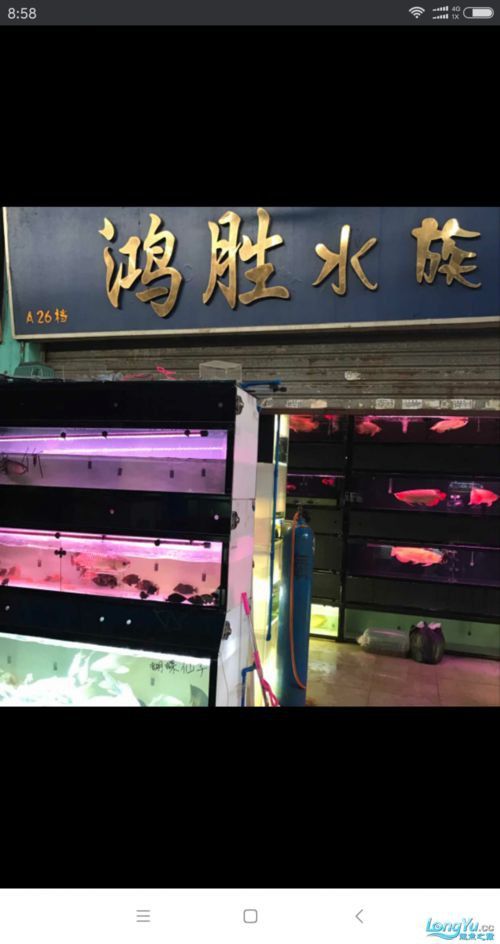 龍魚閣logo 龍魚閣logo 龍魚百科 第14張