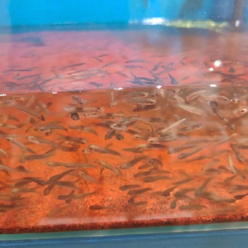 鬼王雷龍魚的市場(chǎng)供需情況