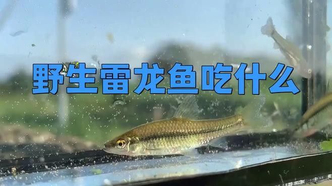 雷龍魚吃什么活魚最好