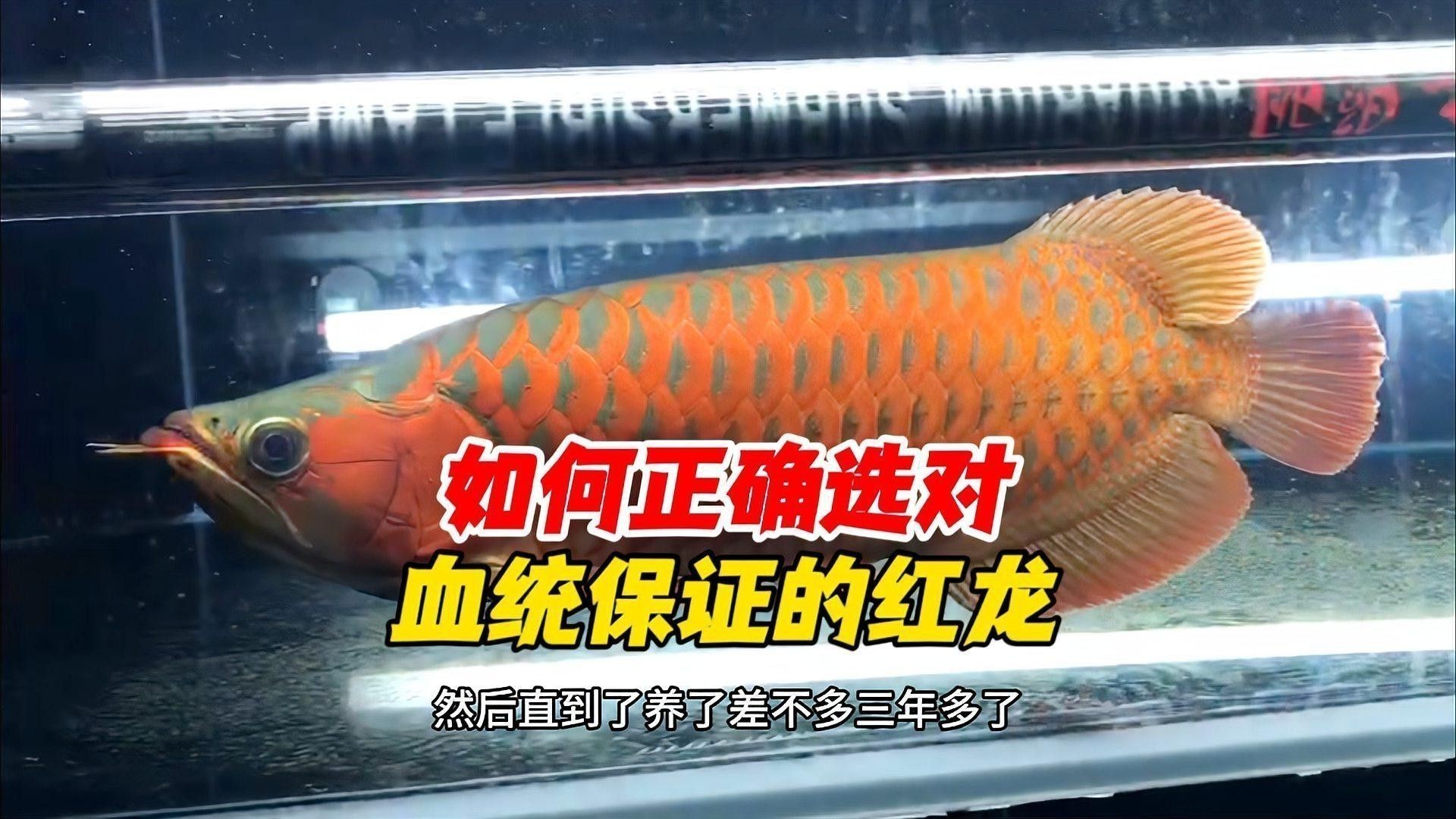 印尼小紅龍魚怎么挑選的視頻大全 印尼小紅龍魚怎么挑選的視頻大全 龍魚百科