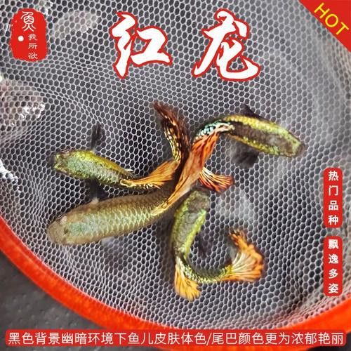 紅龍孔雀魚和紅龍魚有什么區別？