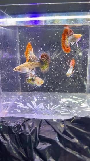 紅龍孔雀魚和紅龍魚有什么區別？