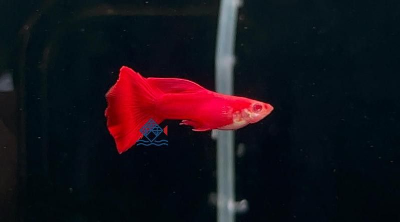 紅龍孔雀魚和紅龍魚有什么區別？