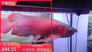 幽靈火箭魚混養初期行為觀察:幽靈火箭魚在混養初期表現出了對環境的適應和好奇行為 龍魚百科 第2張 幽靈火箭魚混養初期行為觀察:幽靈火箭魚在混養初期表現出了對環境的適應和好奇行為 幽靈火箭魚混養初期行為觀察:幽靈火箭魚在混養初期表現出了對環境的適應和好奇行為 龍魚百科 第2張
