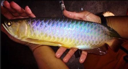 賣龍魚的網站有哪些，觀賞魚社區交流平臺，龍魚品種鑒賞指南, 賣龍魚的網站有哪些，觀賞魚社區交流平臺，龍魚品種鑒賞指南, 龍魚百科 第4張