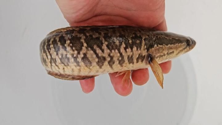 黑龍魚(yú)大概多少錢(qián)一只啊