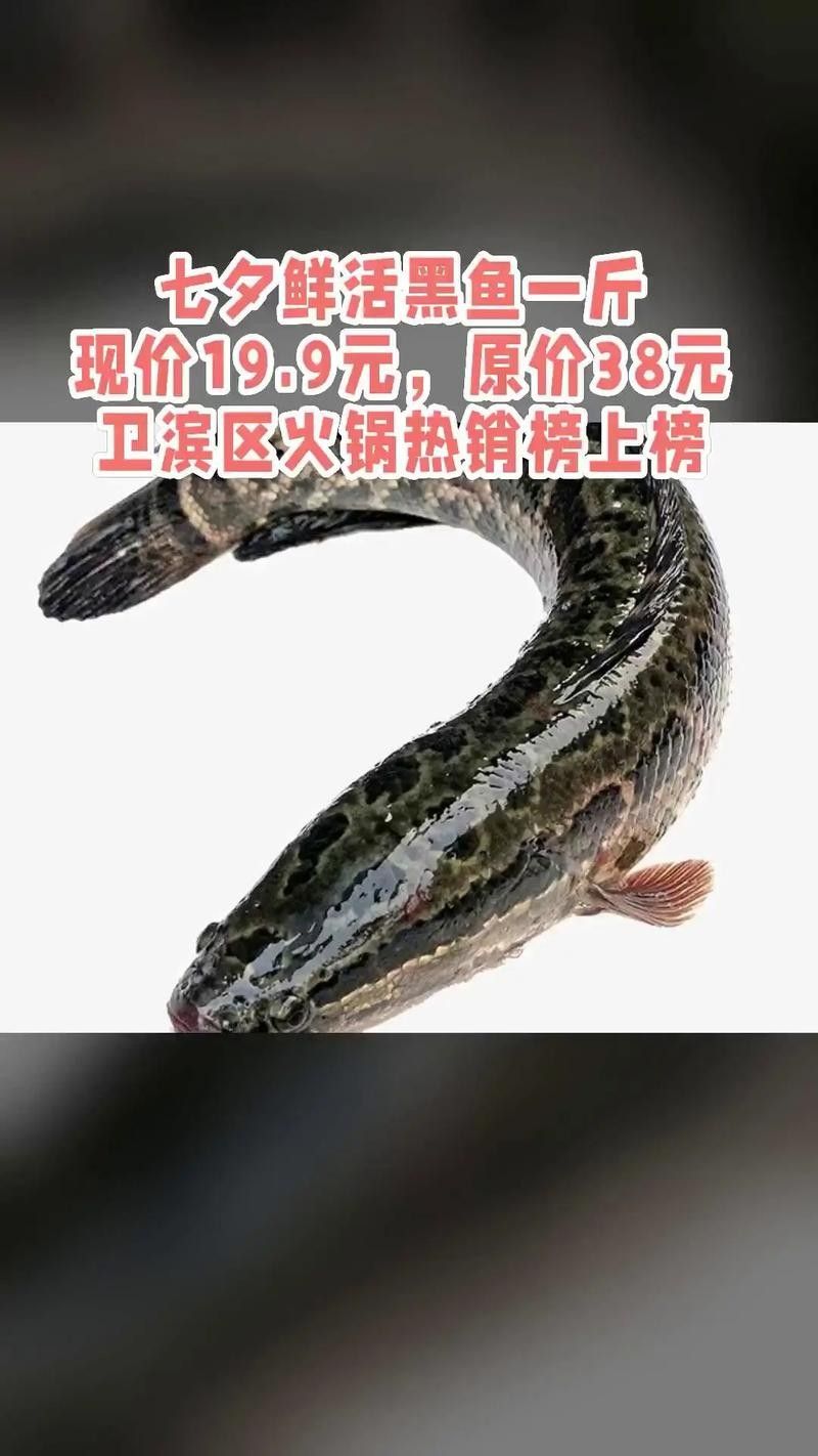 黑龍魚(yú)大概多少錢(qián)一只啊