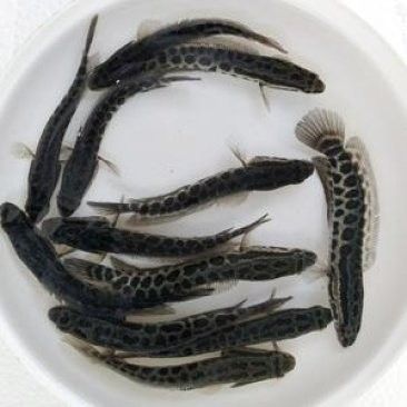 黑龍魚(yú)大概多少錢(qián)一只啊