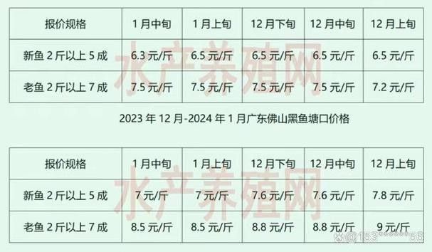 黑龍魚(yú)大概多少錢(qián)一只啊