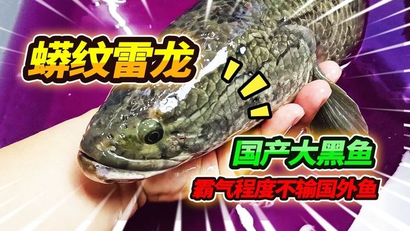 黑龍魚(yú)大概多少錢(qián)一只啊