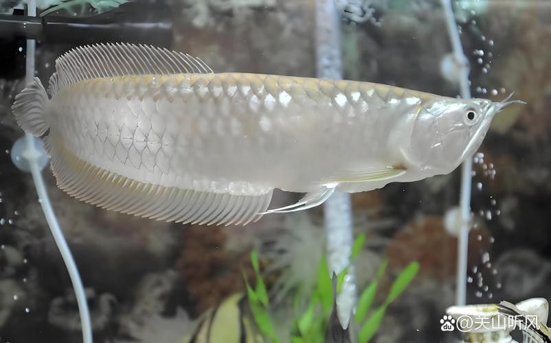 銀龍魚掉了十多片鱗片還能活嗎圖片