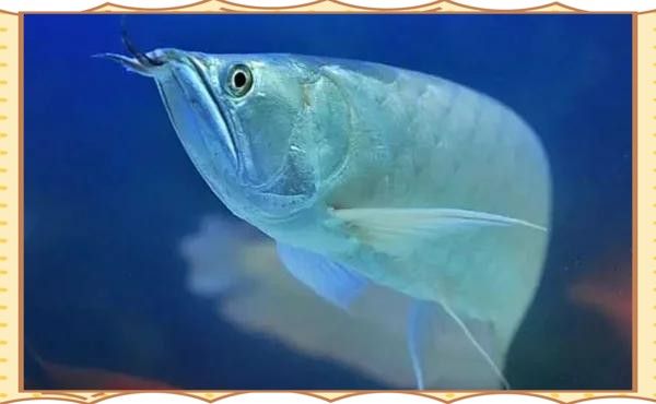 銀龍魚(yú)掉了十多片鱗片還能活嗎圖片