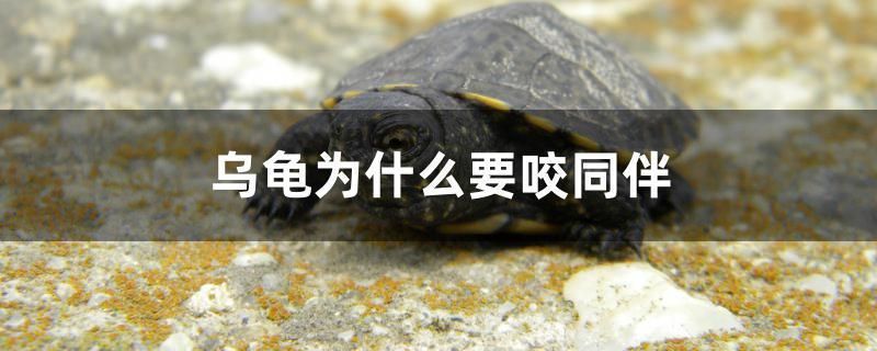 龍魚會咬龜嗎：龍魚會咬烏龜嗎？