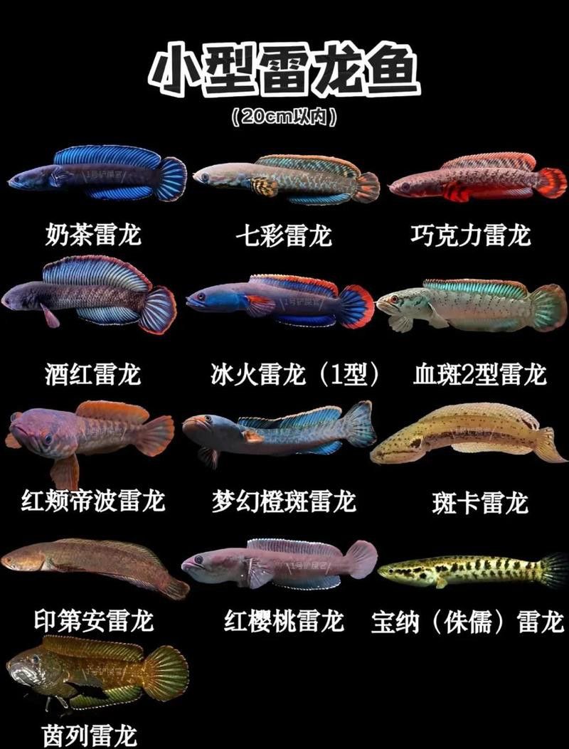 如何判斷雷龍魚是否信任你？ 如何判斷雷龍魚是否信任你？ 龍魚百科 第1張